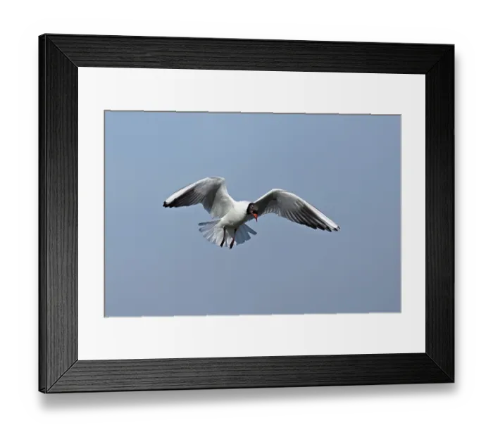 Framed Print : Black-headed gull (Chroicocephalus ridibundus) Framed Print : Black-headed gull (Chroicocephalus ridibundus)