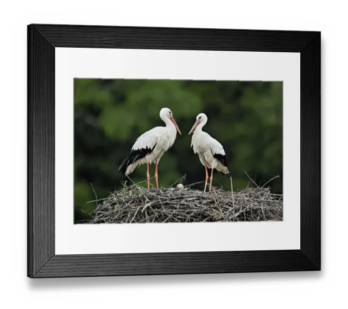 Framed Print : White storks (Ciconia ciconia)