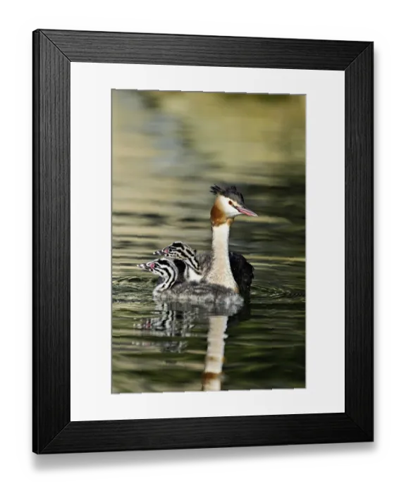 Framed Print : Great Crested Grebe (Podiceps Scalloped ribbonfish)