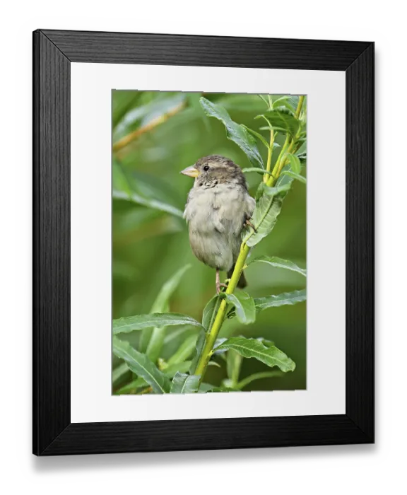 Framed Print : House sparrow (Passer domesticus) Framed Print : House sparrow (Passer domesticus)