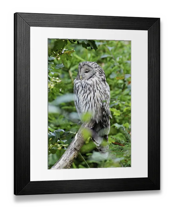 Framed Print : Ural owl (Strix uralensis), captive Framed Print : Ural owl (Strix uralensis), captive