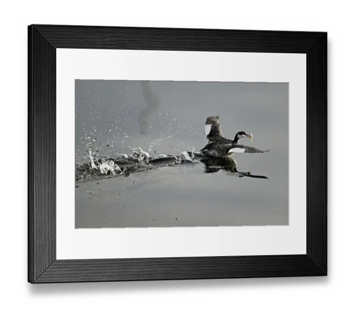 Framed Print : Slavonian grebe (Podiceps auritus) Framed Print : Slavonian grebe (Podiceps auritus)
