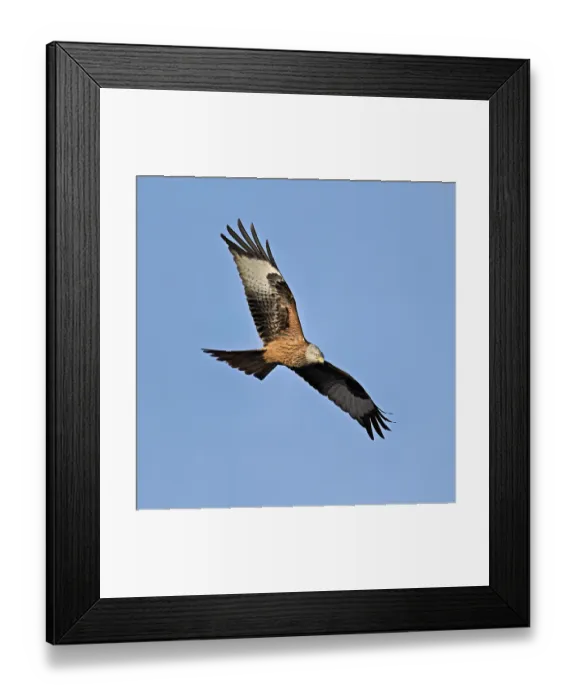 Framed Print : Red kite (Milvus milvus), in flight Framed Print : Red kite (Milvus milvus), in flight