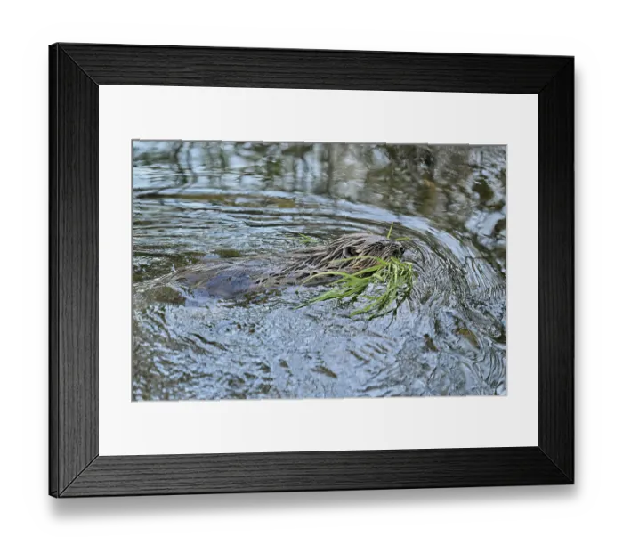 Framed Print : Eurasian beaver, European beaver (Castor fibre) Framed Print : Eurasian beaver, European beaver (Castor fibre)