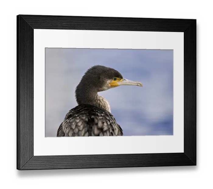 Framed Print : Cormorant (Phalacrocorax carbo)