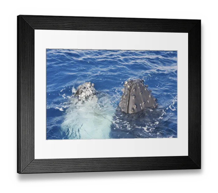 Framed Print : Humpback whales surfacing, Hervey Bay
