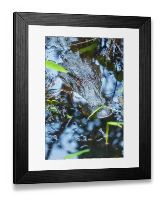 Framed Print : American alligator (Alligator mississipiensis) Framed Print : American alligator (Alligator mississipiensis)