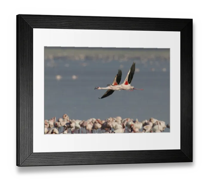 Framed Print : Lesser flamingos (Phoeniconaias minor) Lake Nakuru Framed Print : Lesser flamingos (Phoeniconaias minor) Lake Nakuru