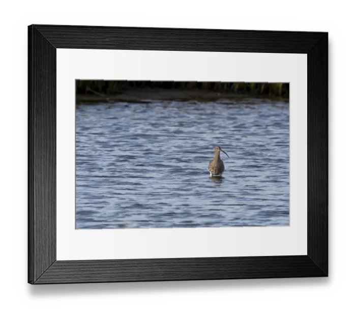 Framed Print : Eurasian curlew (Numenius arquata) in the Wadden Sea Framed Print : Eurasian curlew (Numenius arquata) in the Wadden Sea