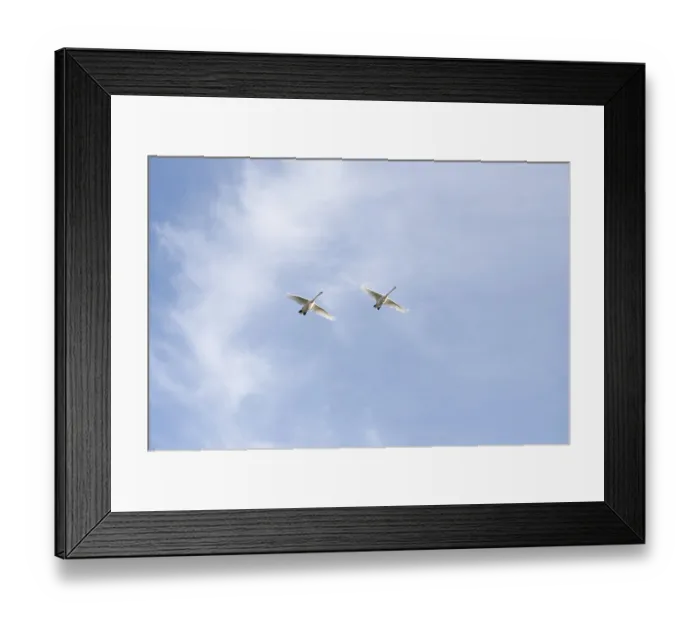 Framed Print : Two swans in flight, Germany, Europe