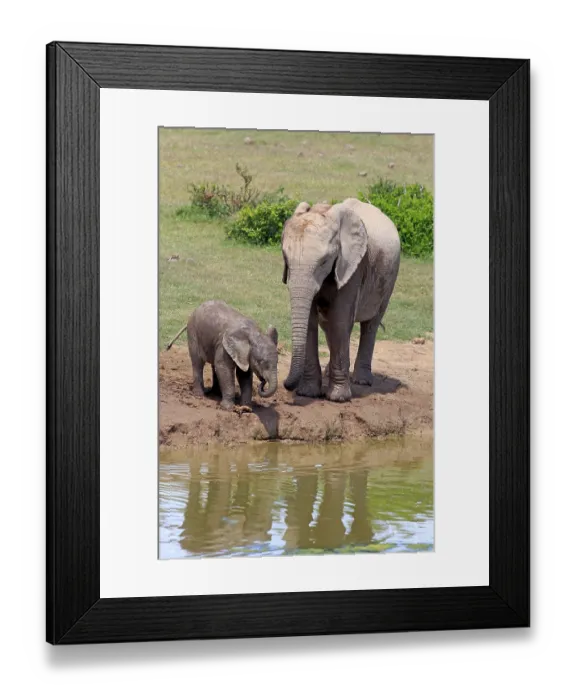 Framed Print : African Elephants (Loxodonta africana)
