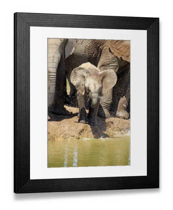 Framed Print : African Elephants (Loxodonta africana) Framed Print : African Elephants (Loxodonta africana)