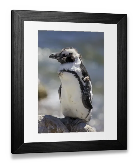 Framed Print : African Penguin or Jackass Penguin (Spheniscus demersus)
