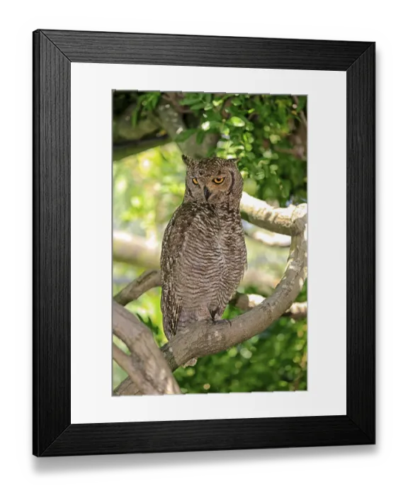 Framed Print : Spotted Eagle-owl (Bubo africanus)