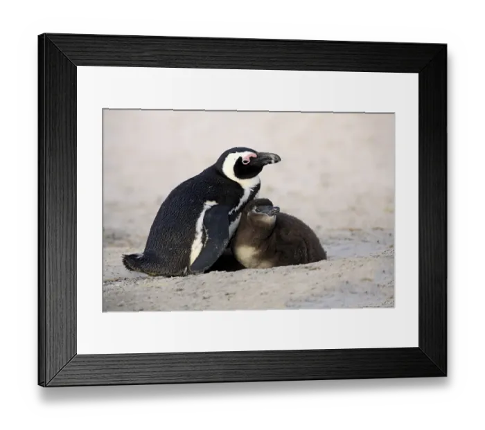Framed Print : Jackass Penguins or African Penguins (Spheniscus demersus)