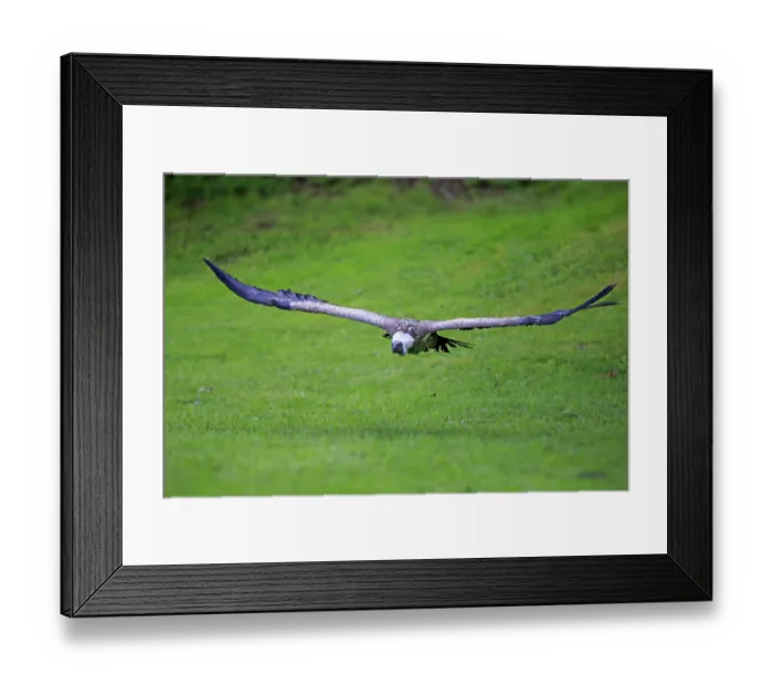 Framed Print : Eurasian Griffon or Griffon Vulture (Gyps fulvus) Framed Print : Eurasian Griffon or Griffon Vulture (Gyps fulvus)