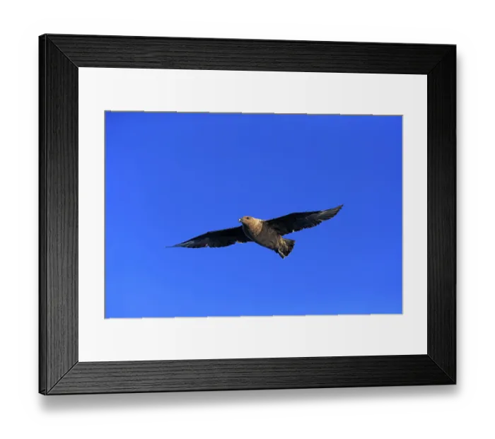 Framed Print : Subantarctic Skua or Brown Skua (Stercorarius antarcticus lonnbergi) Framed Print : Subantarctic Skua or Brown Skua (Stercorarius antarcticus lonnbergi)