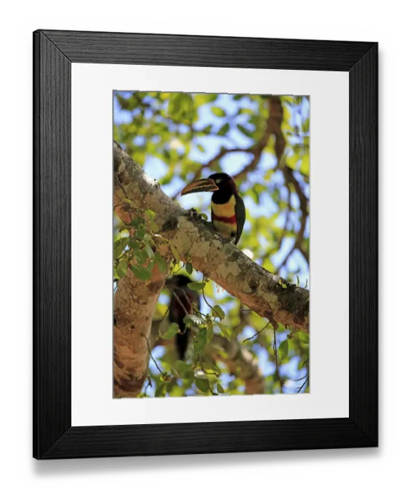Framed Print : Chestnut-eared aracari (Pteroglossus castanotis) Framed Print : Chestnut-eared aracari (Pteroglossus castanotis)