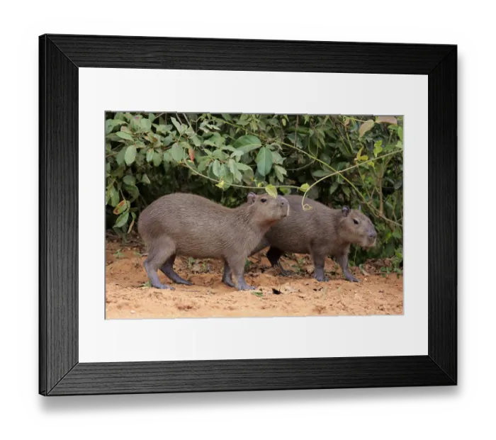 Framed Print : Capybara (Hydrochoerus hydrochaeris) Framed Print : Capybara (Hydrochoerus hydrochaeris)