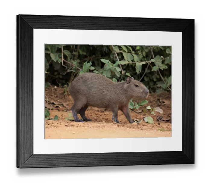 Framed Print : Capybara (Hydrochoerus hydrochaeris) Framed Print : Capybara (Hydrochoerus hydrochaeris)