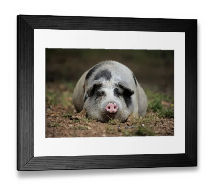Framed Print : Domestic pig (Porcus domesticus) Framed Print : Domestic pig (Porcus domesticus)