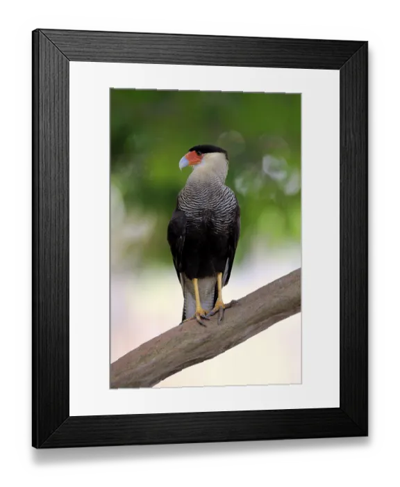 Framed Print : Southern crested caracara (Polyborus plancus)