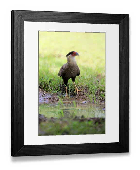 Framed Print : Southern crested caracara (Polyborus plancus) Framed Print : Southern crested caracara (Polyborus plancus)