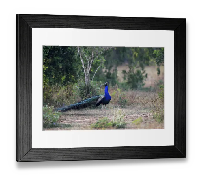 Framed Print : Indian peafowl (Pavo cristatus)