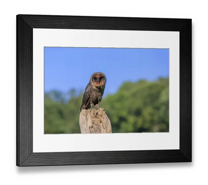 Framed Print : Sao Tome Barn Owl (Tyto thomensis) Framed Print : Sao Tome Barn Owl (Tyto thomensis)