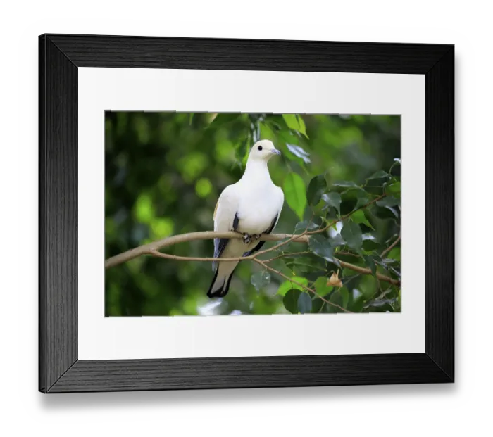 Framed Print : Pied Imperial Pigeon (Ducula bicolor)
