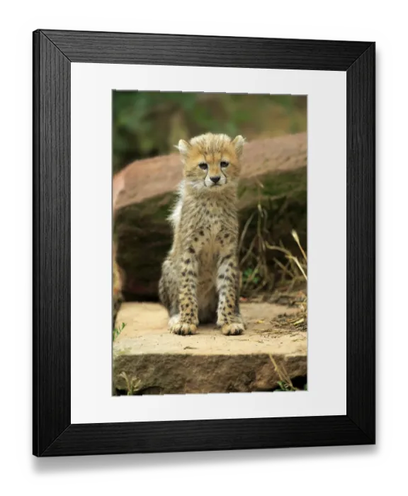 Framed Print : Sudan cheetah (Acinonyx jubatus soemmeringii)
