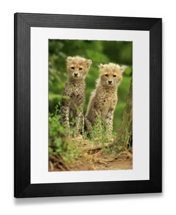 Framed Print : Sudan cheetah (Acinonyx jubatus soemmeringii) Framed Print : Sudan cheetah (Acinonyx jubatus soemmeringii)
