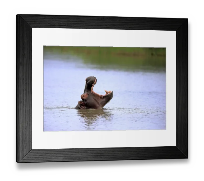 Framed Print : Hippo (Hippopatamus amphibius)