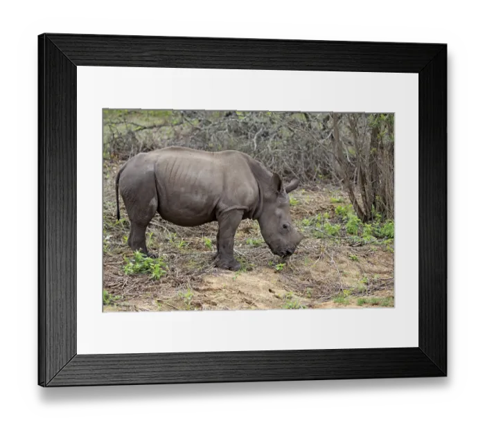 Framed Print : White rhinoceros (Ceratotherium simum)