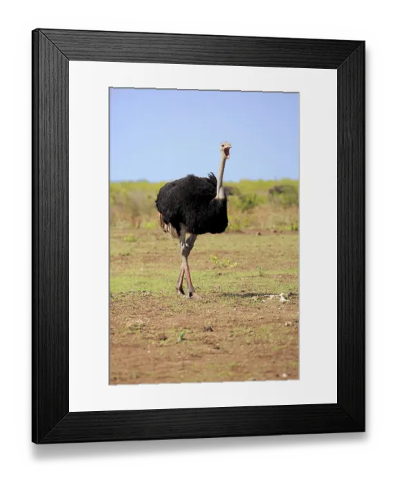 Framed Print : South African ostrich (Struthio camelus australis)
