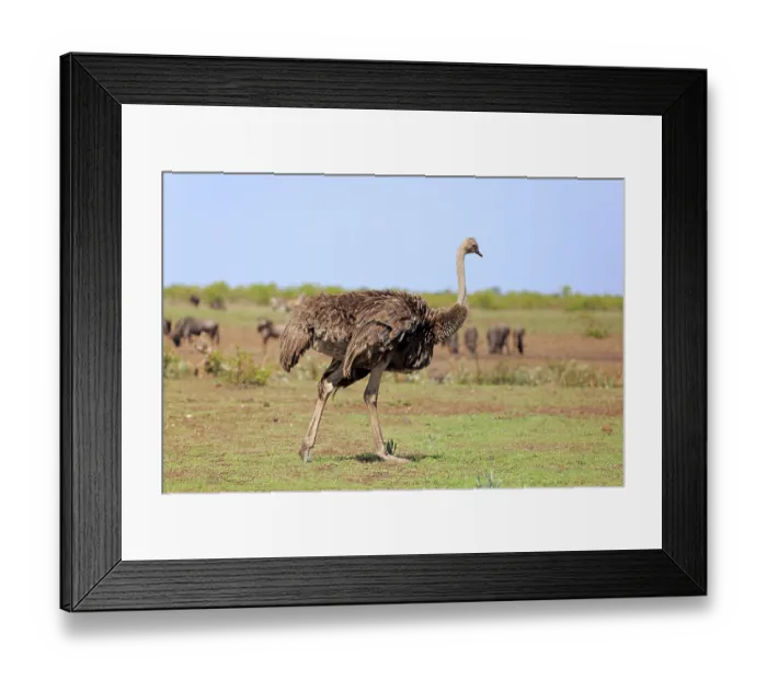 Framed Print : South African ostrich (Struthio camelus australis)