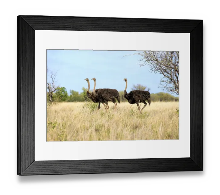 Framed Print : South African ostriches (Struthio camelus australis)