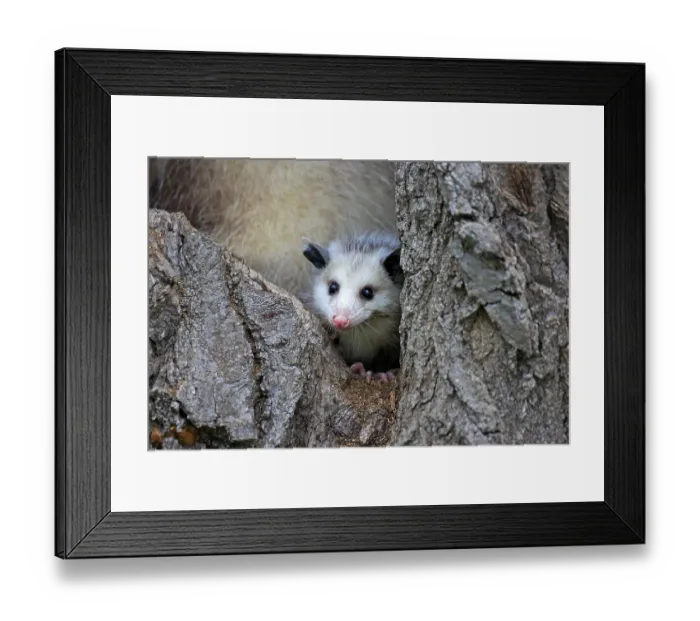 Framed Print : Virginia Opossum (Didelphis virginiana)