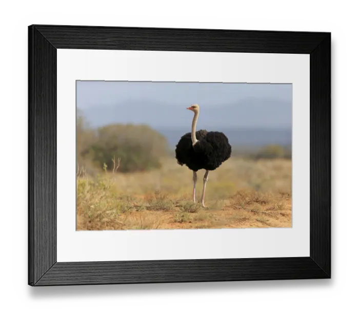 Framed Print : South African ostrich (Struthio camelus australis)