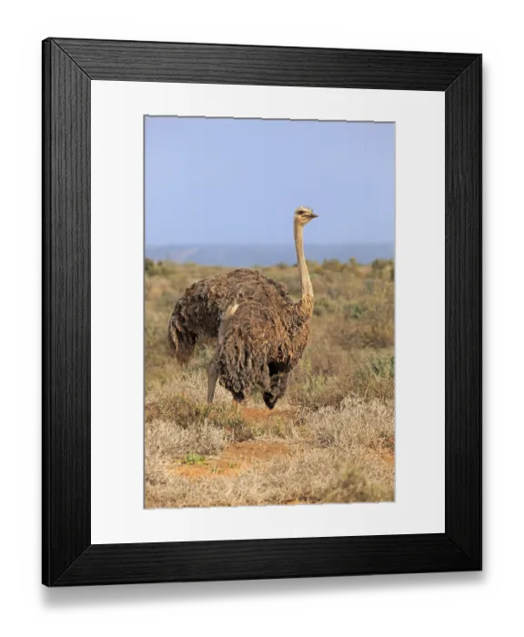 Framed Print : South African ostrich (Struthio camelus australis) Framed Print : South African ostrich (Struthio camelus australis)