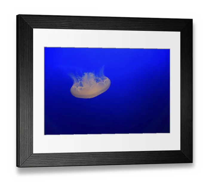 Framed Print : Common jellyfish (Aurelia labiata)