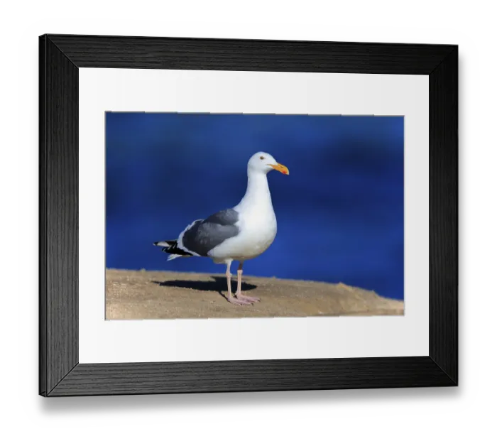Framed Print : Western Gull (Larus occidentalis)