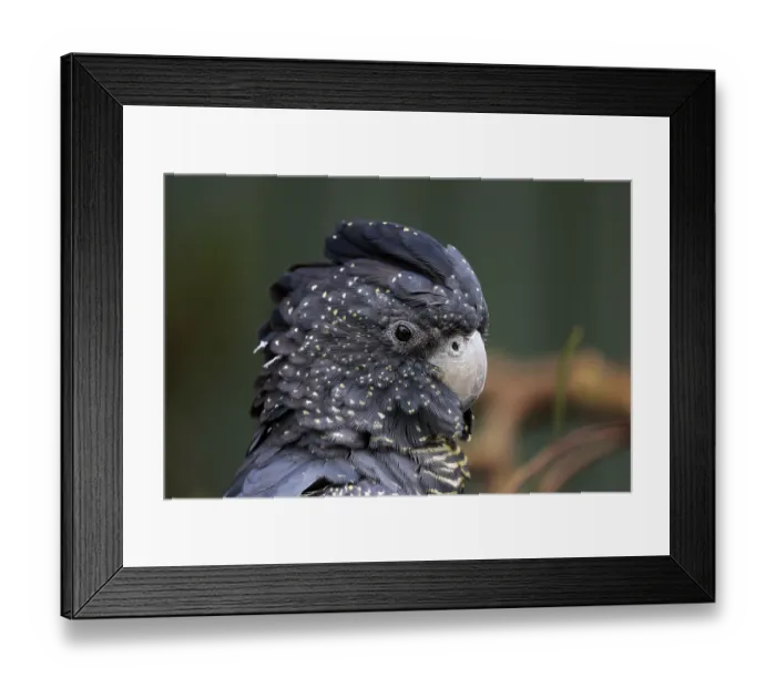 Framed Print : Red-tailed Black Cockatoo (Calyptorhynchus banksii)