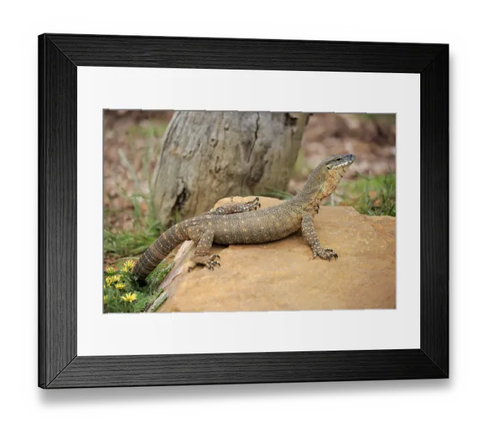 Framed Print : Rosenberg's monitor (Varanus rosenbergi) Framed Print : Rosenberg's monitor (Varanus rosenbergi)