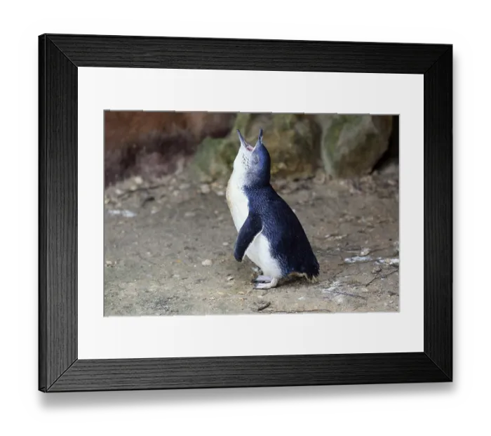 Framed Print : Little penguin (Eudyptula minor) Framed Print : Little penguin (Eudyptula minor)