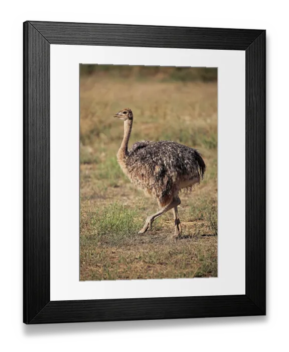Framed Print : South African ostrich (Struthio camelus australis) Framed Print : South African ostrich (Struthio camelus australis)