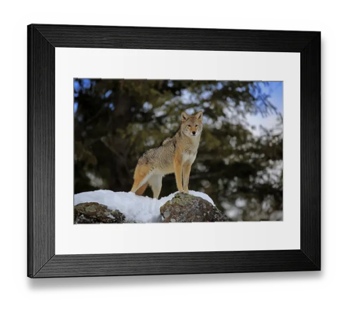 Framed Print : Coyote (Canis latrans), adult, in winter Framed Print : Coyote (Canis latrans), adult, in winter
