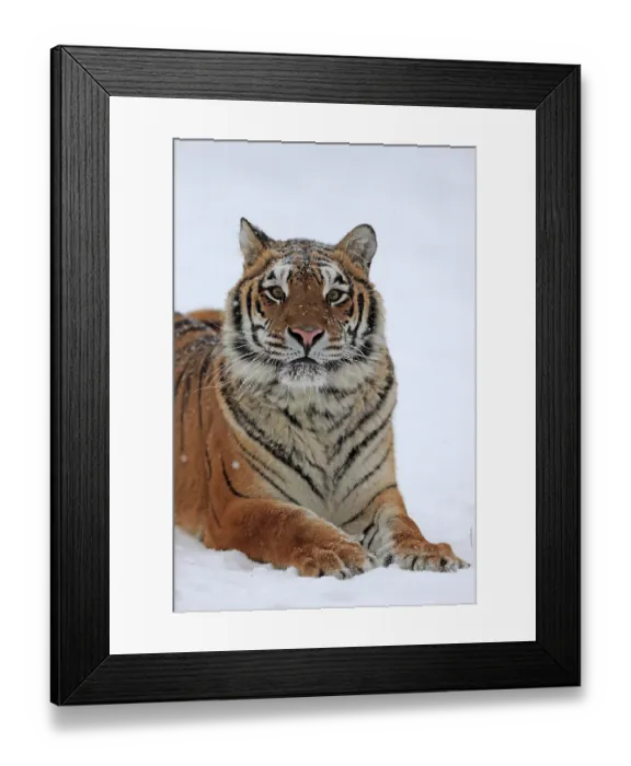 Framed Print : Siberian tiger (Panthera tigris altaica)