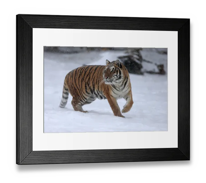 Framed Print : Siberian tiger (Panthera tigris altaica)
