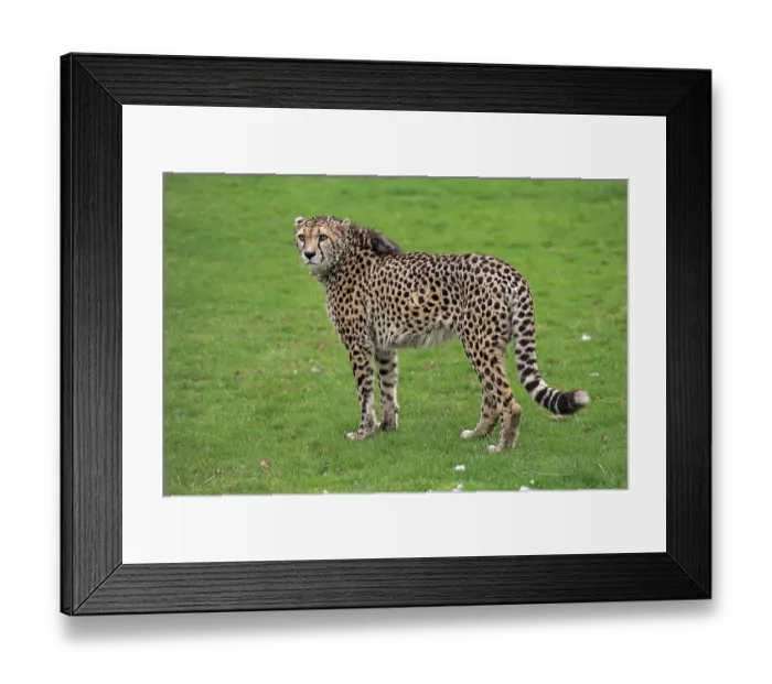 Framed Print : Cheetah (Acinonyx jubatus), adult